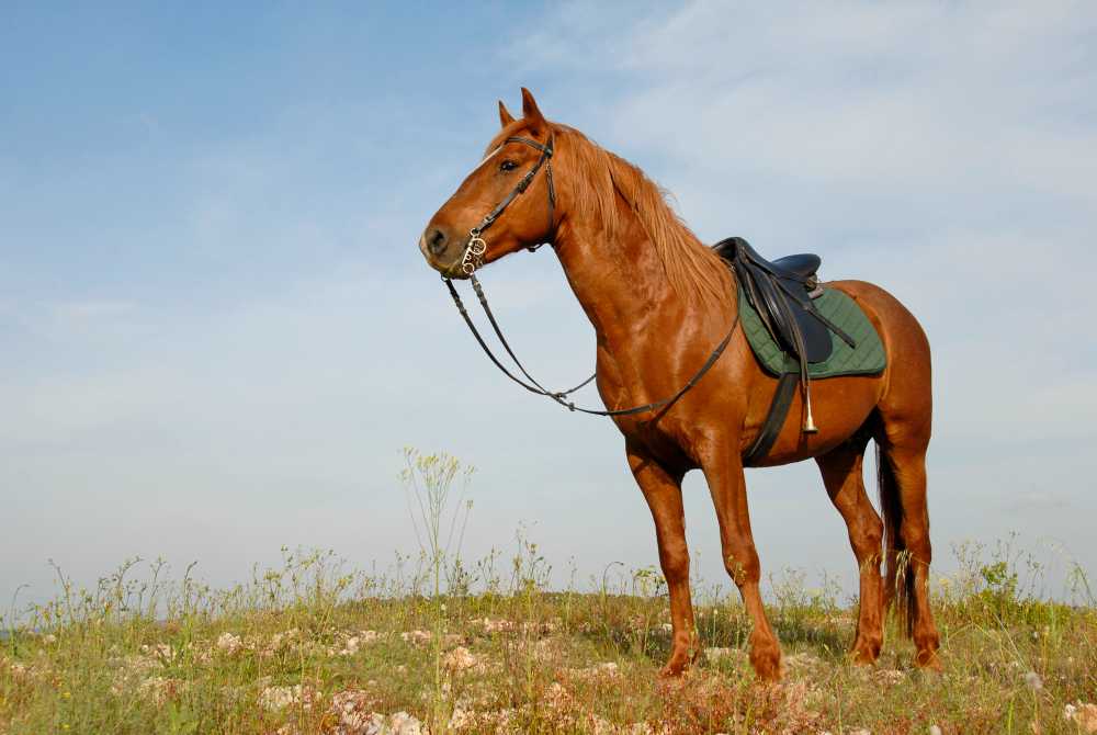 Why Does My Horse Have a Cresty Neck & What Can I Do About It? Med