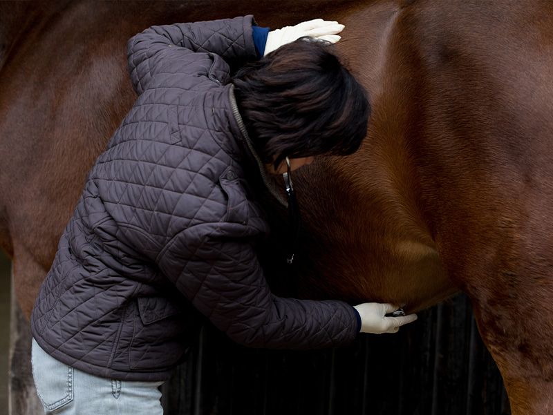 Equine Gastric Ulcer Syndrome Guide For Keeping Your Horses Healthy