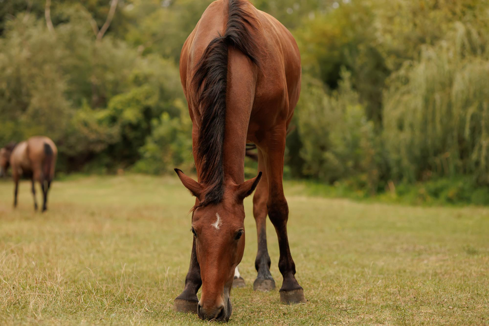 Why Does My Horse Have a Cresty Neck & What Can I Do About It? Med