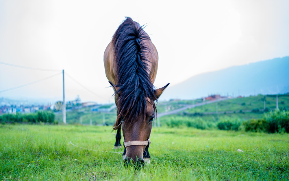 Why Does My Horse Have a Cresty Neck & What Can I Do About It? Med
